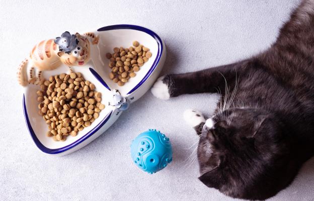 котка и интерактивен пъзел за храна