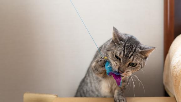 котка играе