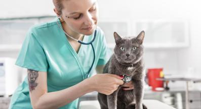 грижа за котката