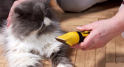 грижа за козината на котката