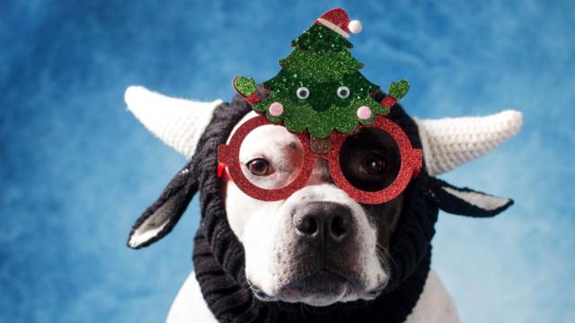 Нова мода в САЩ: Колко струва да клонираш покойния си домашен любимец 