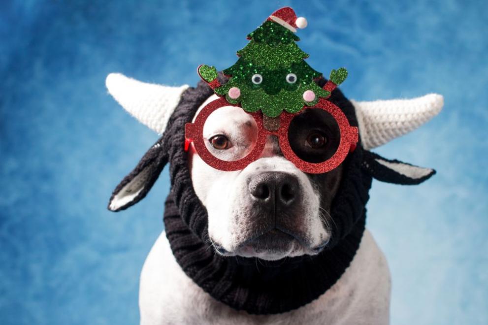 В американския щат Тексас все повече хора правят клонинги на