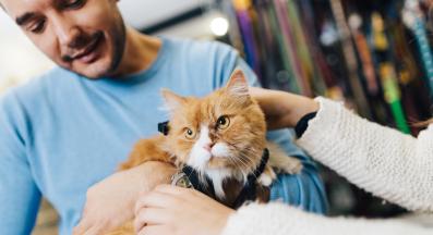 грижа за котката