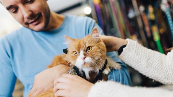 грижа за котката