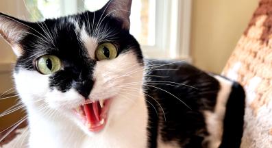 ядосана котка