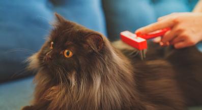 разресване на котка