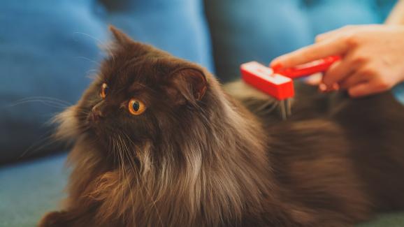 Как да изберем правилните консумативи за лъскава и красива козина на котката