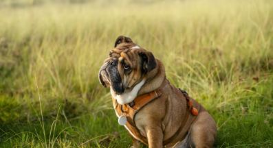 куче дресура