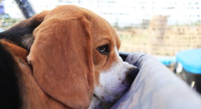 куче дресура