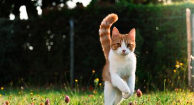 котка навън