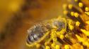 В Австралия откриха пчела с рога, кръстиха я Луцифер