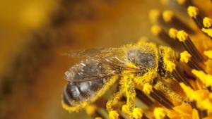 Намаляването на броя на опрашващите насекоми като пчелите кара цветята