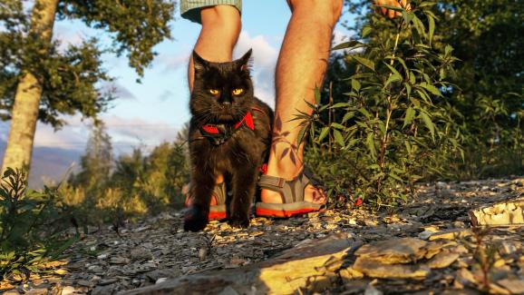 котка навън