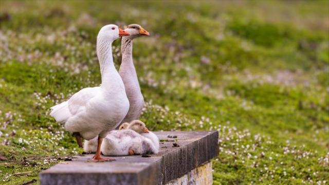 Гъски вместо кучета: Вижте къде са предпочитани за охранители на затвори