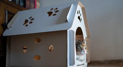 котка у дома