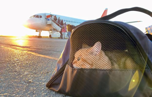 котка в транспортна чанта