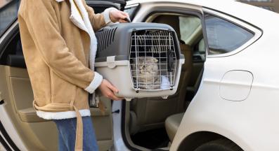 котка в транспортна чанта