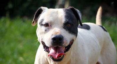 куче лигавене