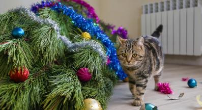 котка и коледна елха