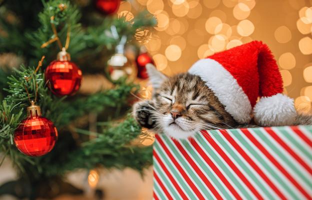 котка по време на празници