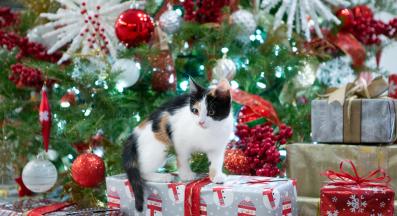 котка по време на празници