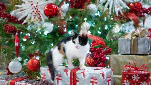 5 празнични съвета за щастлива котка тази Коледа