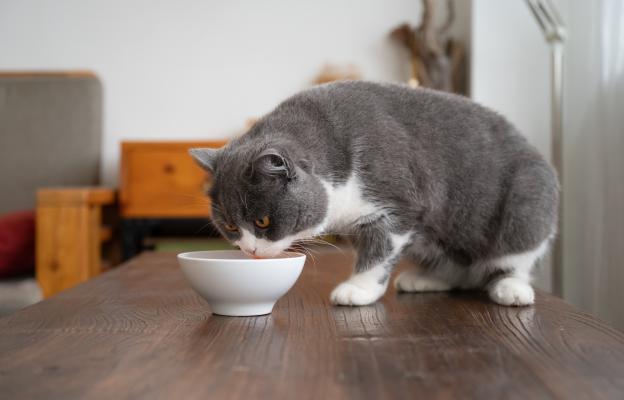 котка и котешка храна