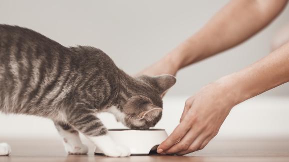 котка и котешка храна