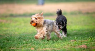 кученце парк