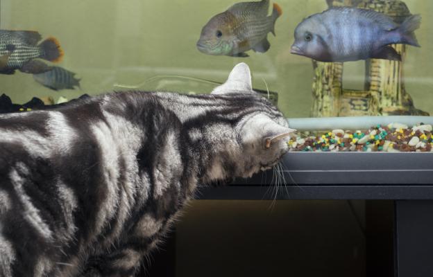 котка и аквариум с рибки