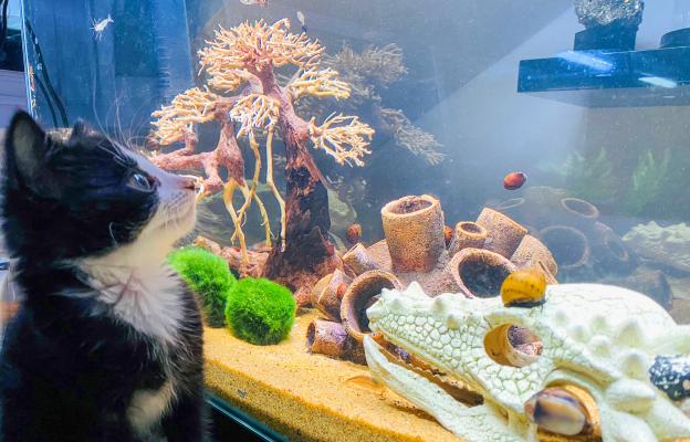 котка и аквариум с рибки
