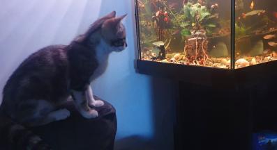 котка и аквариум с рибки