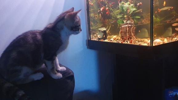котка и аквариум с рибки