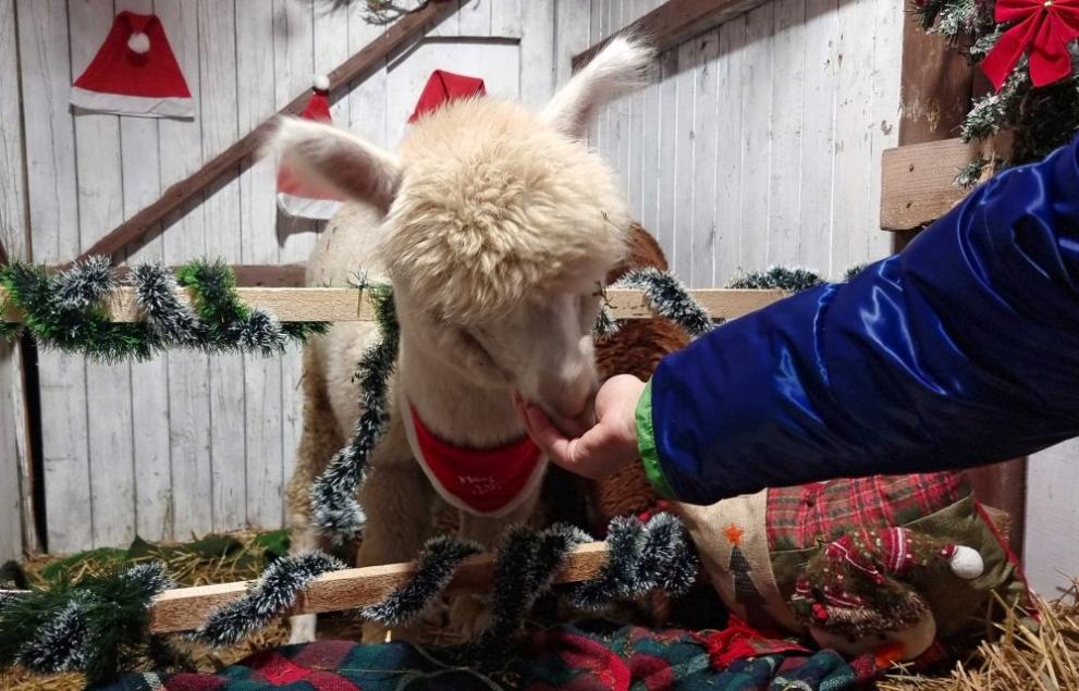  алпаки разград 