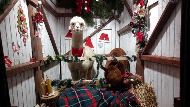 Мили и дружелюбни алпаки радват жители и гости на Разград (СНИМКИ)