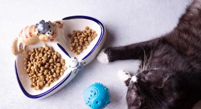 хранене на котка