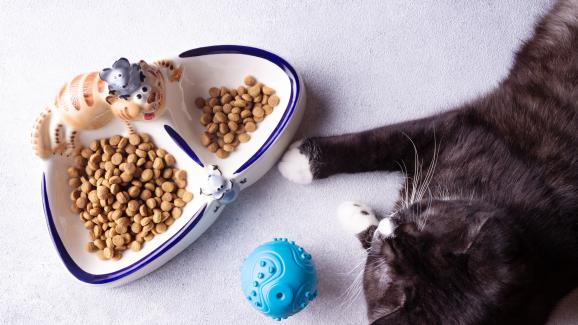 Как да направите времето за хранене интересно за вашата котка