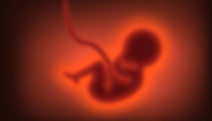 ембрион - Компания замразява яйцеклетките на служителките си за Коледа