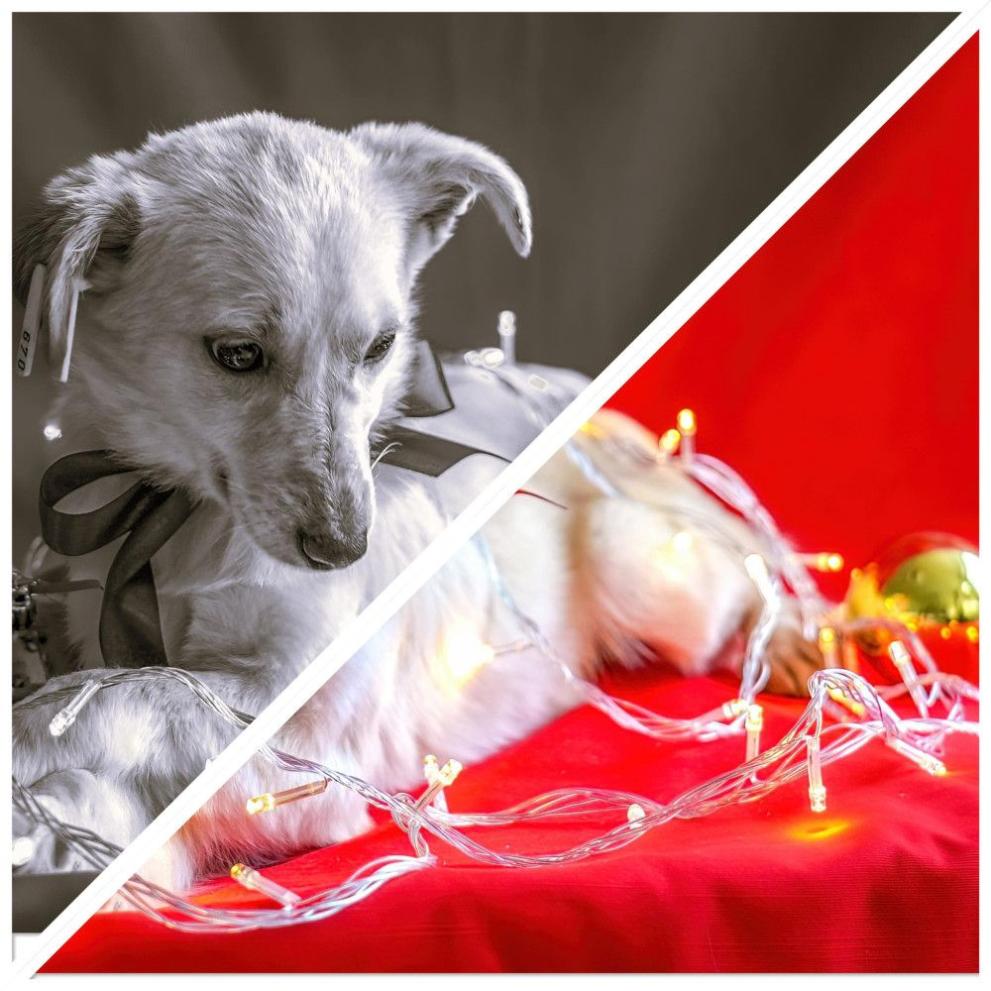 Снимка: В навечерието на Коледа: Раздайте любов на кученца в нужда в Габрово