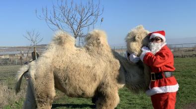 Дядо Коледа и камила