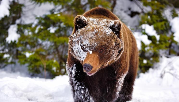 мечка - НЕОЧАКВАНО: Мечка препъна скиор