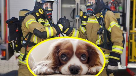 огнеборци кученце