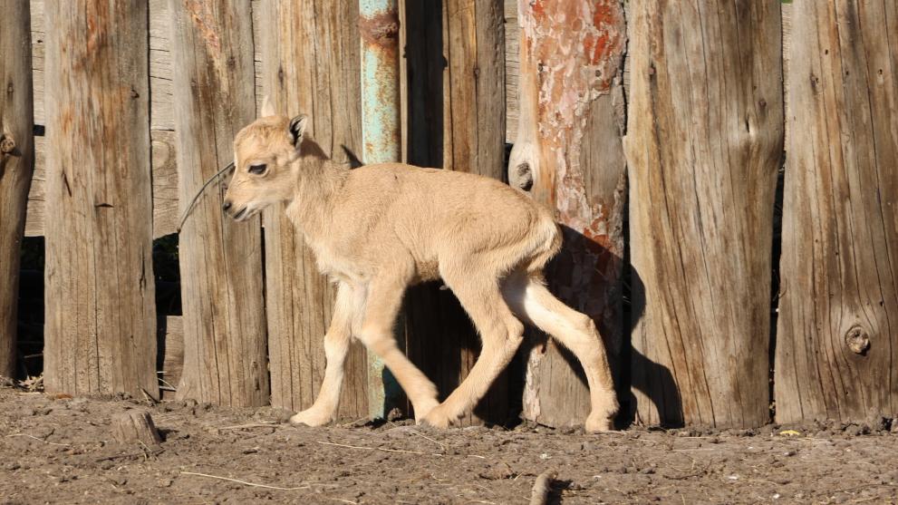  Африкански козирог 