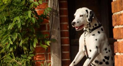 куче спомени