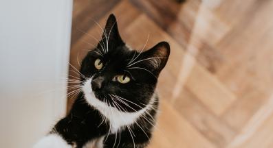 котка у дома