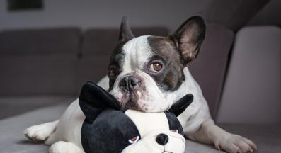 куче играчка