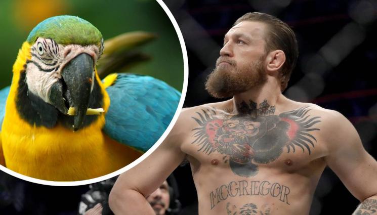 Конър Макгрегър - Заличиха Конър и от уискито! Годеницата му с първи коментар след скандала