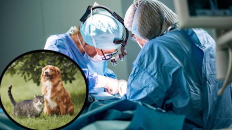 доктор лекар животни