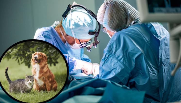 доктор лекар животни - НОВА МОДА: Пластичните операции за животни станаха хит