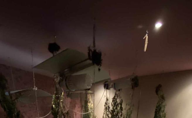  Перник наркооранжерия 